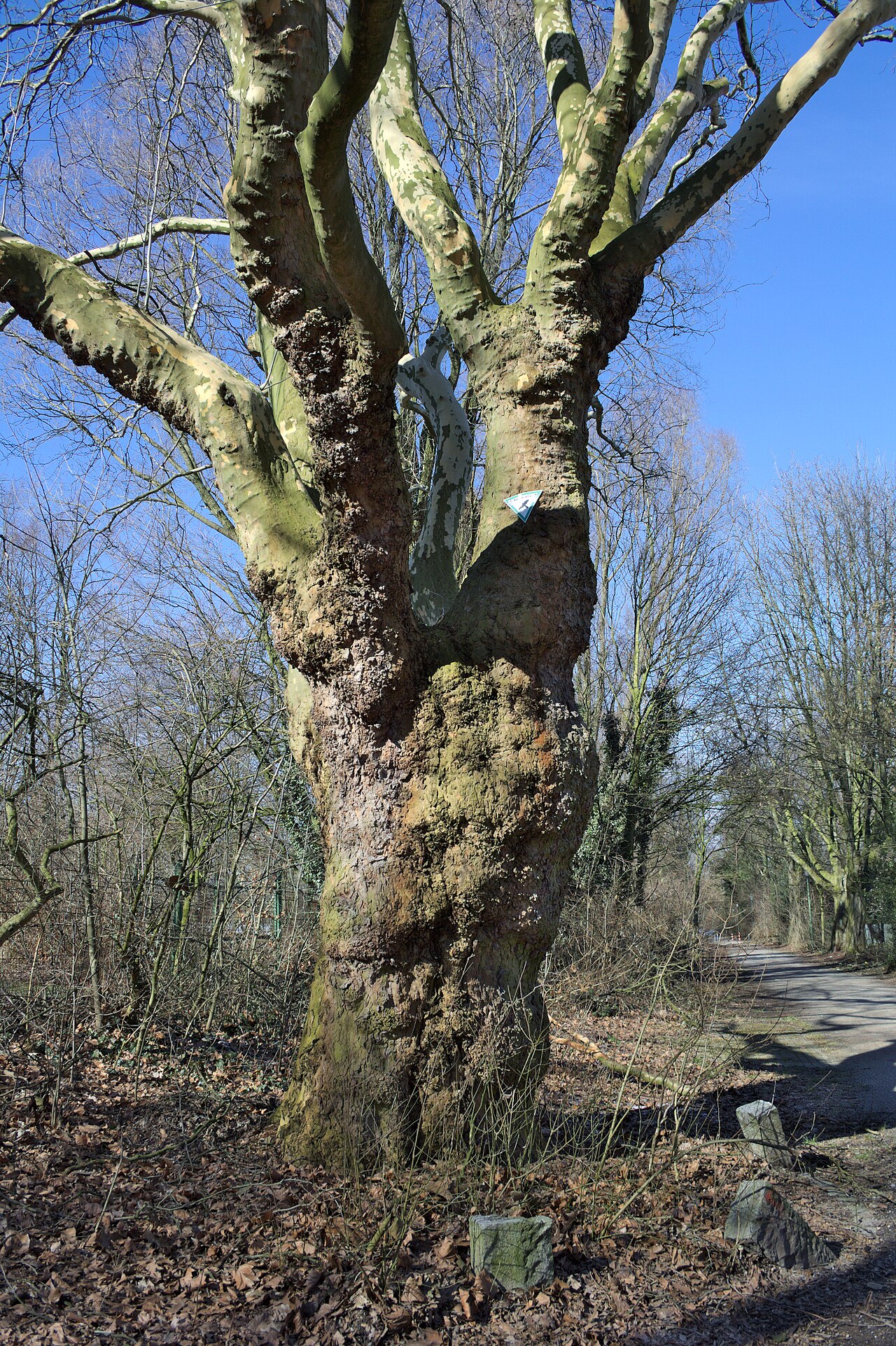 >Leseband 31 (dahinter, am Wanderweg)
>1 Platane Stammumfang 3,74 m

(Quelle – SV. EV. OG. Altenessen
