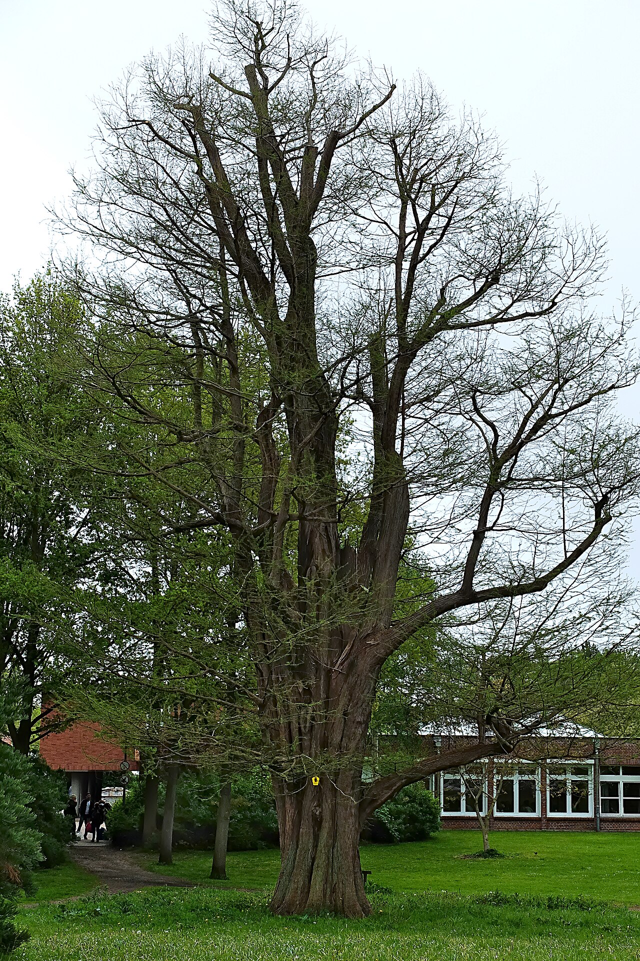 > natural monument in Neustadt in Holstein (Germany)
> swamp cypress – Hundeplatz TSV Neustadt