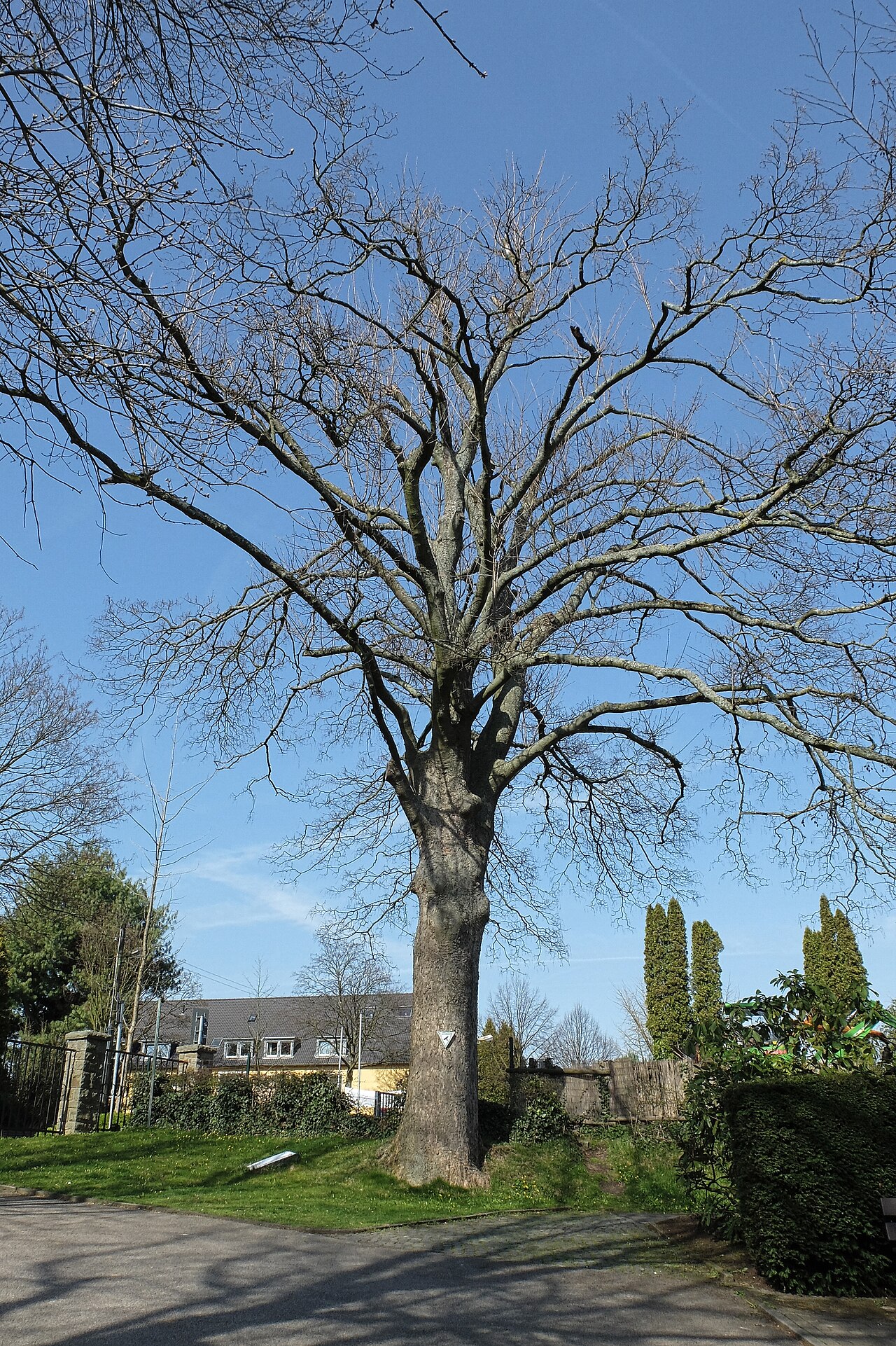 Nr 29		
1 Berg-Ahorn; Stammumfang 319 cm	
Schönebeck
Heißener Straße, Eingang zum – Wald Essen Schönebeck, Düsseldorf