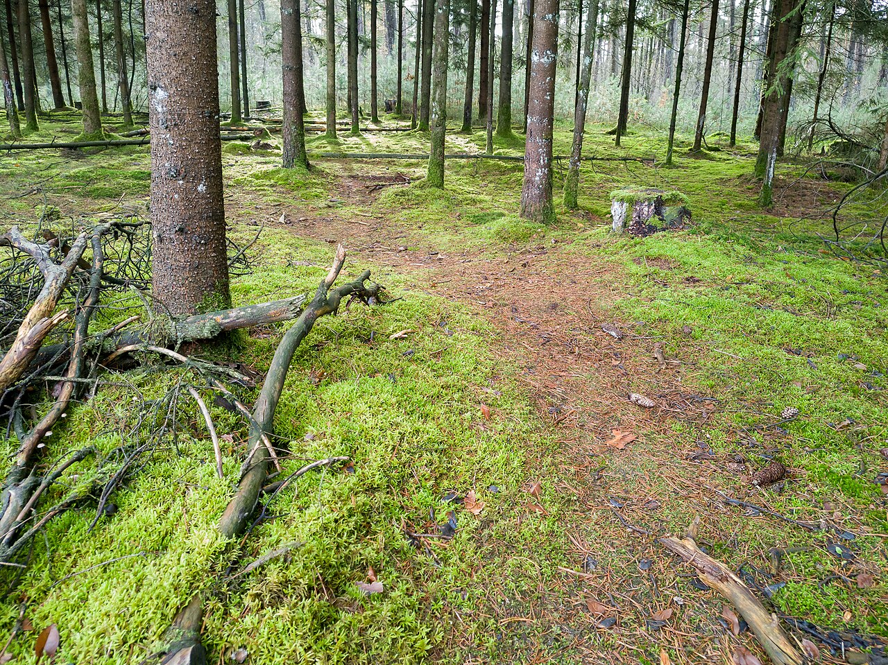 Impressionen vom Augustdorfer Rundweg – Augustdorfer Dünenpfad Heidelandschaft, Bielefeld