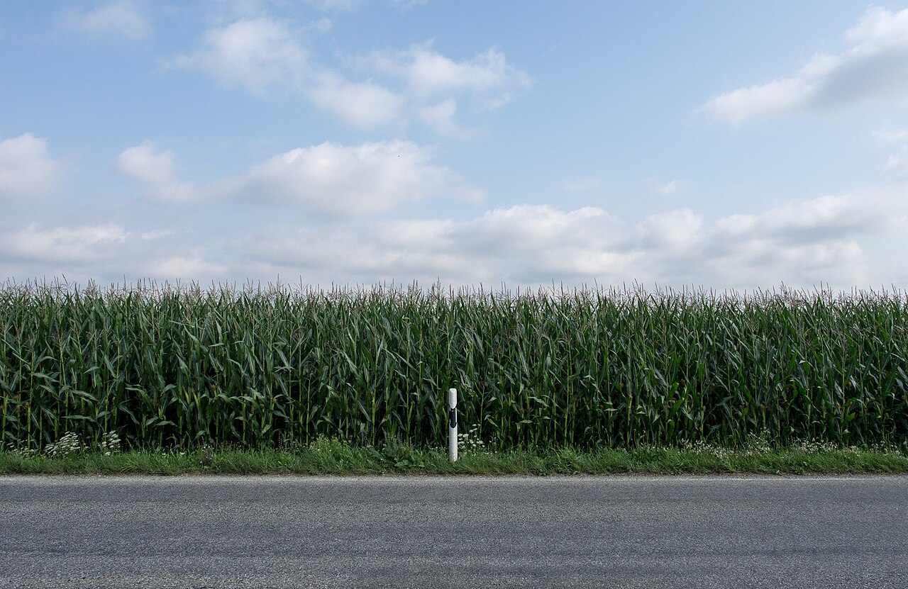 Baldham, Bayern – Vaterstettener Hundewiese