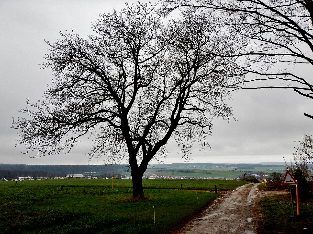 Baum bei Wiernsheim – Mönsheim nach Wiernsheim, Stuttgart