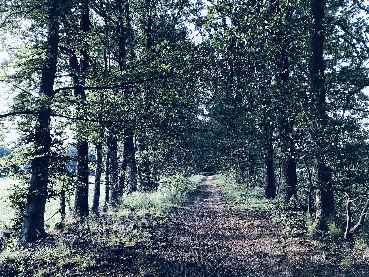 Baumallee in Niehorst – Niehorst, Bielefeld