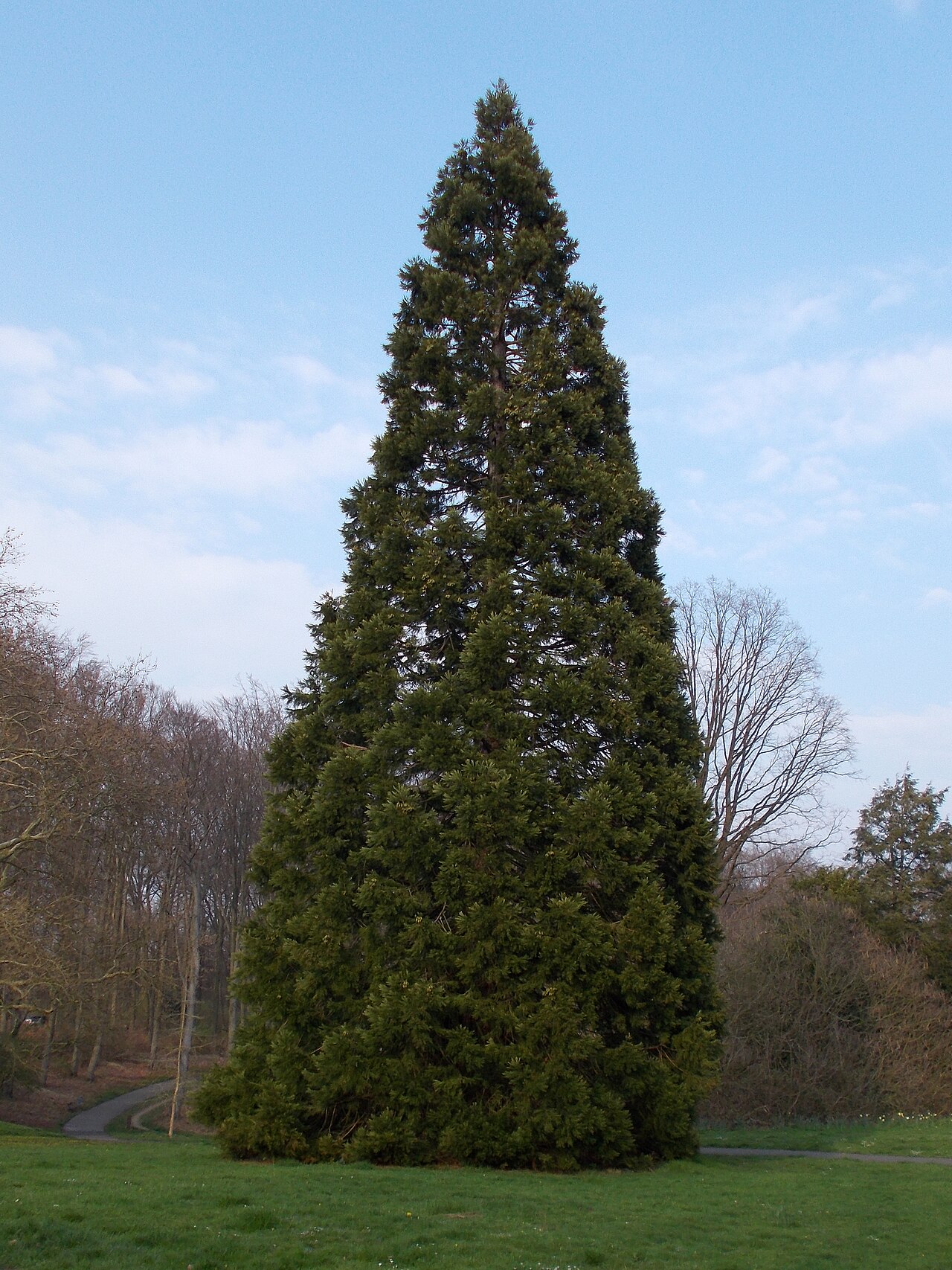 Naturdenkmal Eibe ND-23 im Volkspark DO-Lütgendortmund. – Am Volksgarten, Essen