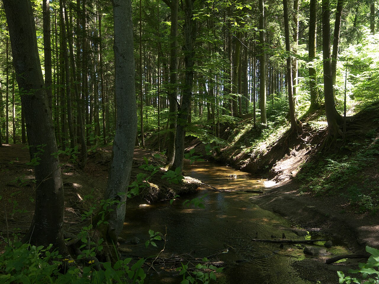 Fallbach im Naturschutzgebiet in Maising bei Starnberg. – Maisinger See, München
