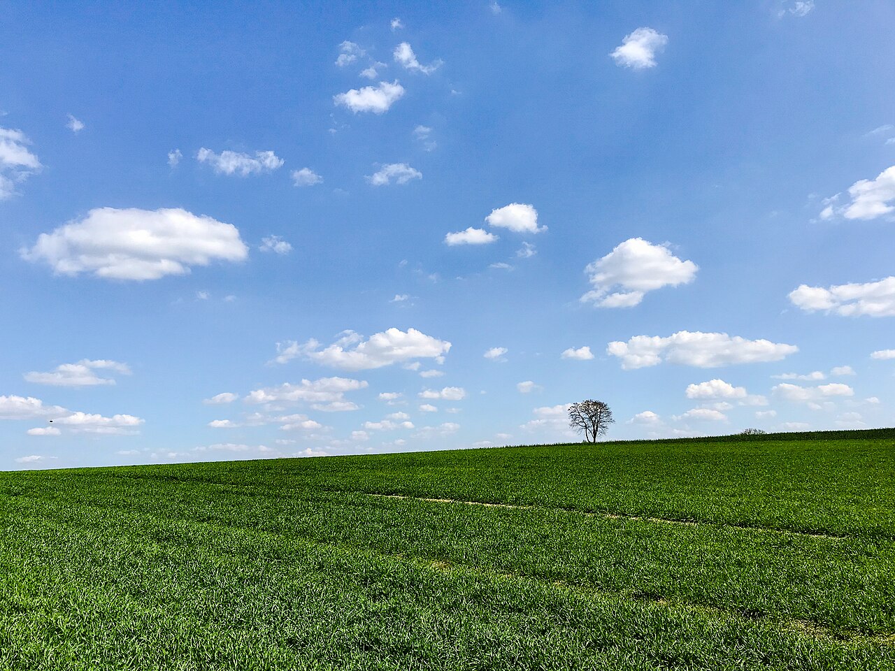 Feld südlich von Friedberg in Bayern. Aufgrund des eingeschränkten Luftverkehrs während – SV-OG Friedberg e.V.