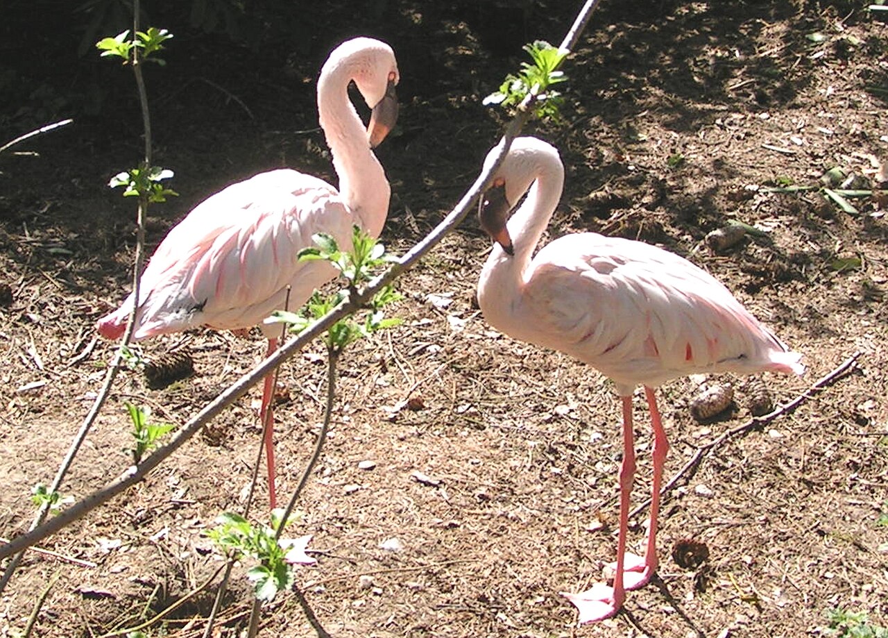 Vogelpark Abensberg, Landkreis Kelheim, Niederbayern: Flamingos – Vogel- und Tierpark Abensberg