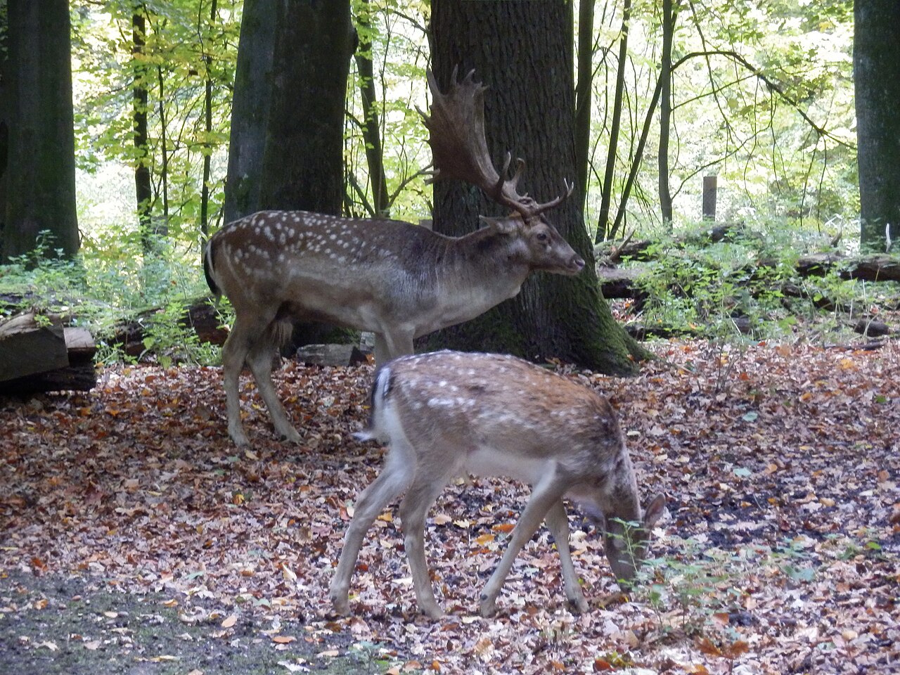 Damwild-Gehege im Naturschutzgebiet „Süggel“ in Dortmund – Süggelwald Dortmund Eving/Brechten, Dortmund