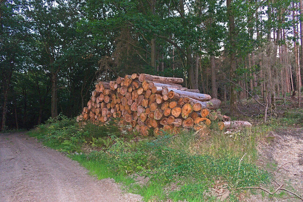 Tree trunks in Herzberg, Goslar, Lower Saxony, Germany – Harz Camp Goslar