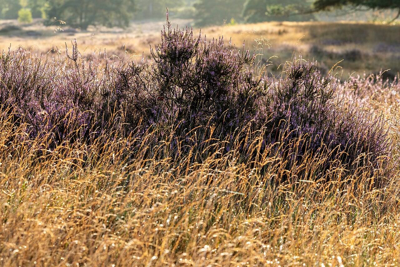 Westrup Heath in the early morning during the heather blossom season, Haltern am See, – Westruper Heide, Dortmund