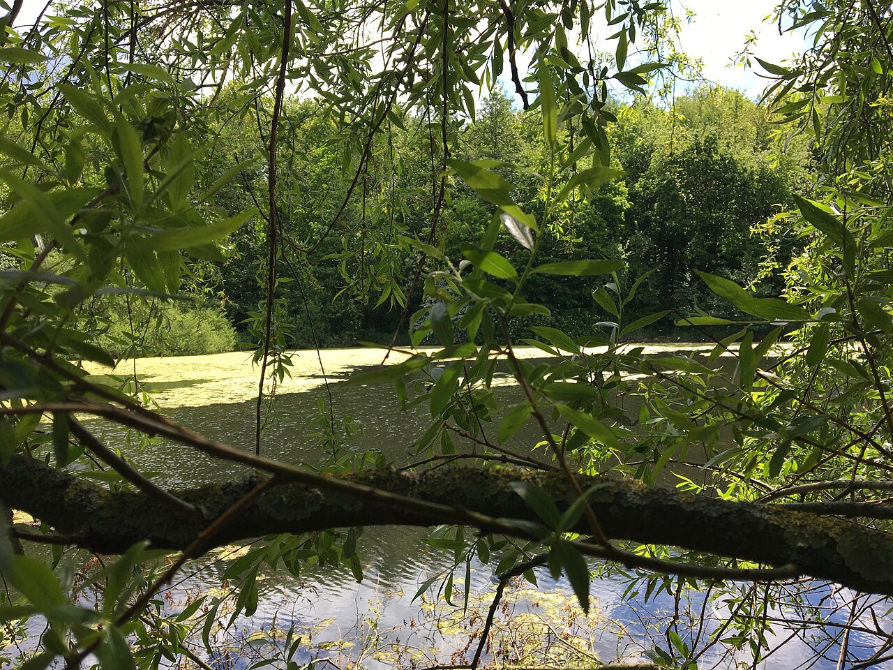 a picture of the small lake in the Bochum area – Landschaftsschutzgebiet Hofstede, Essen