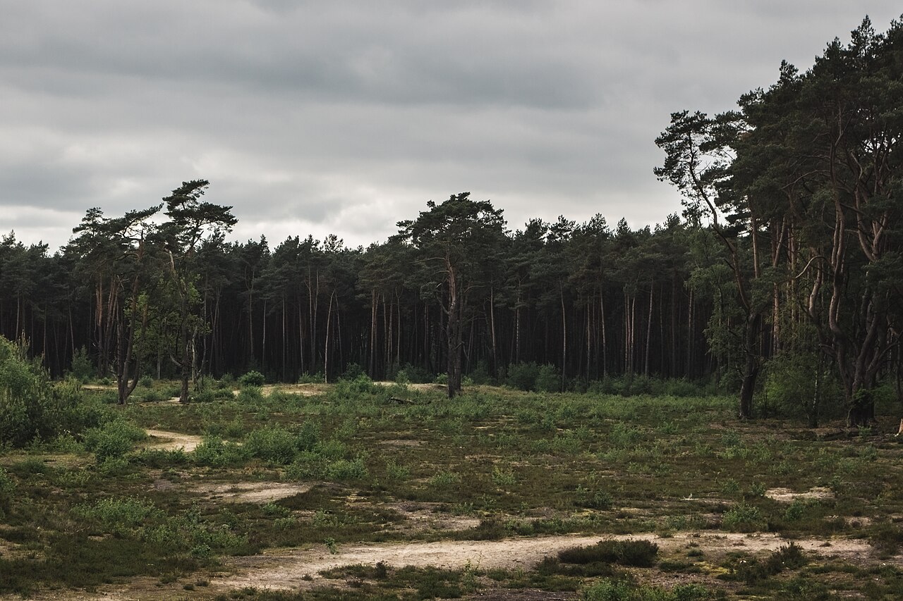 Himmel, Bäume und die Grasfläche. Das Bild ist in drei Abschnitte aufgeteilt und zeigt – Holmer Sandberge, Hamburg