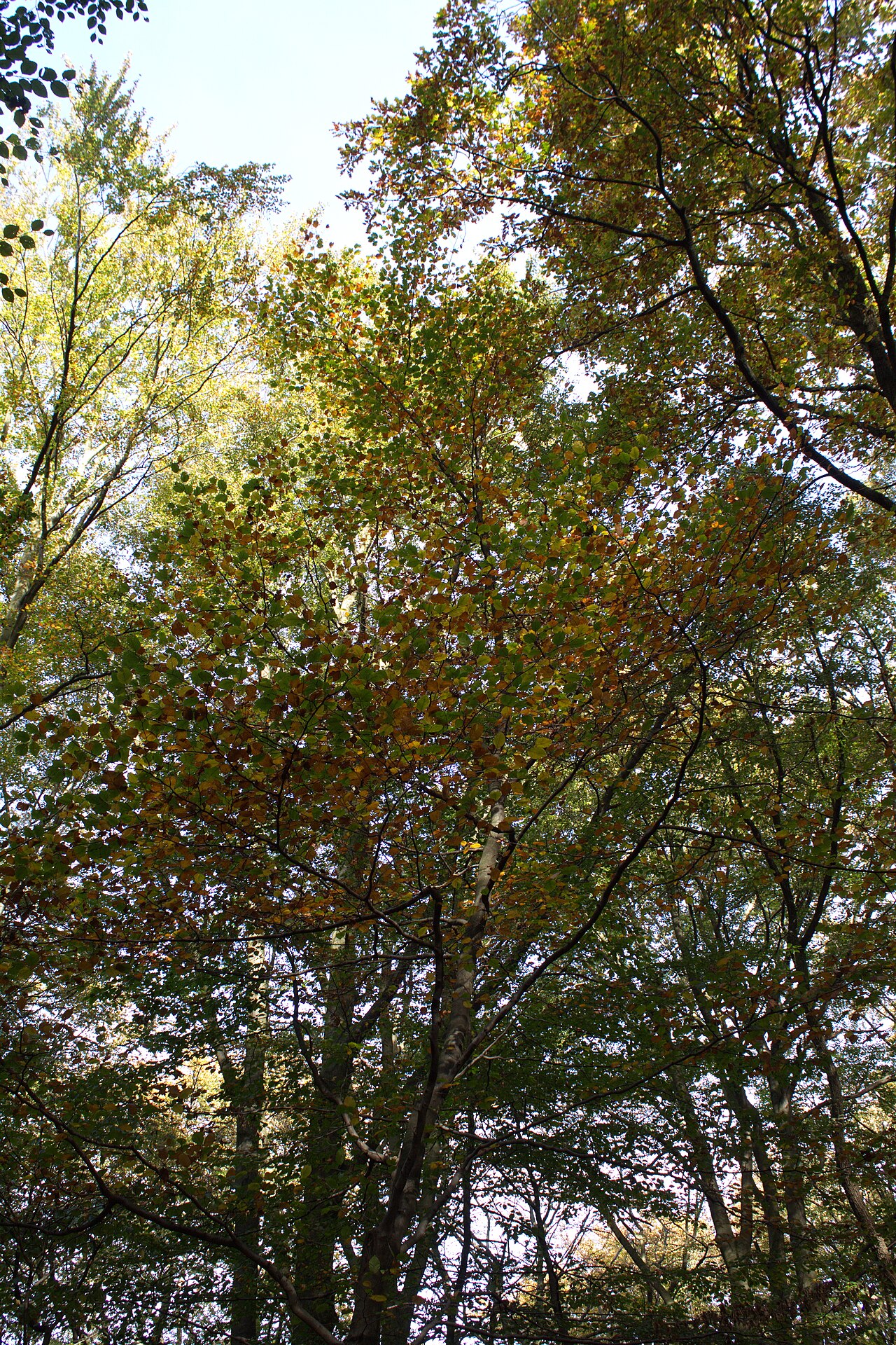 Wald im Bereich des Kollenbergparks in Radevormwald im Oberbergischen Kreis, – Kollenberg Wäldchen, Radevormwald