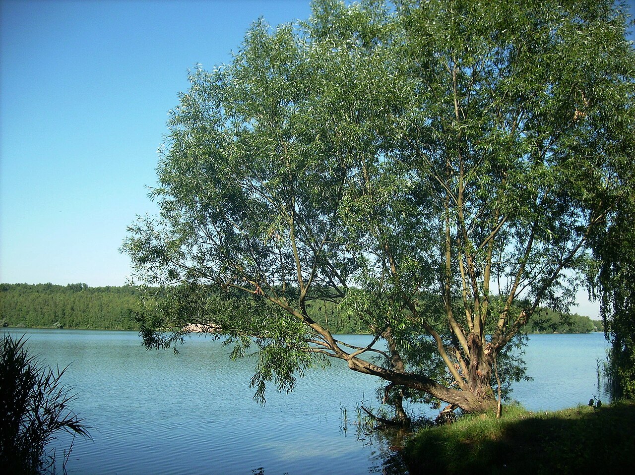 Kulkwitz Lake near Lausen (Leipzig, Saxony) – Hundestrand Kulkwitzer See, Leipzig