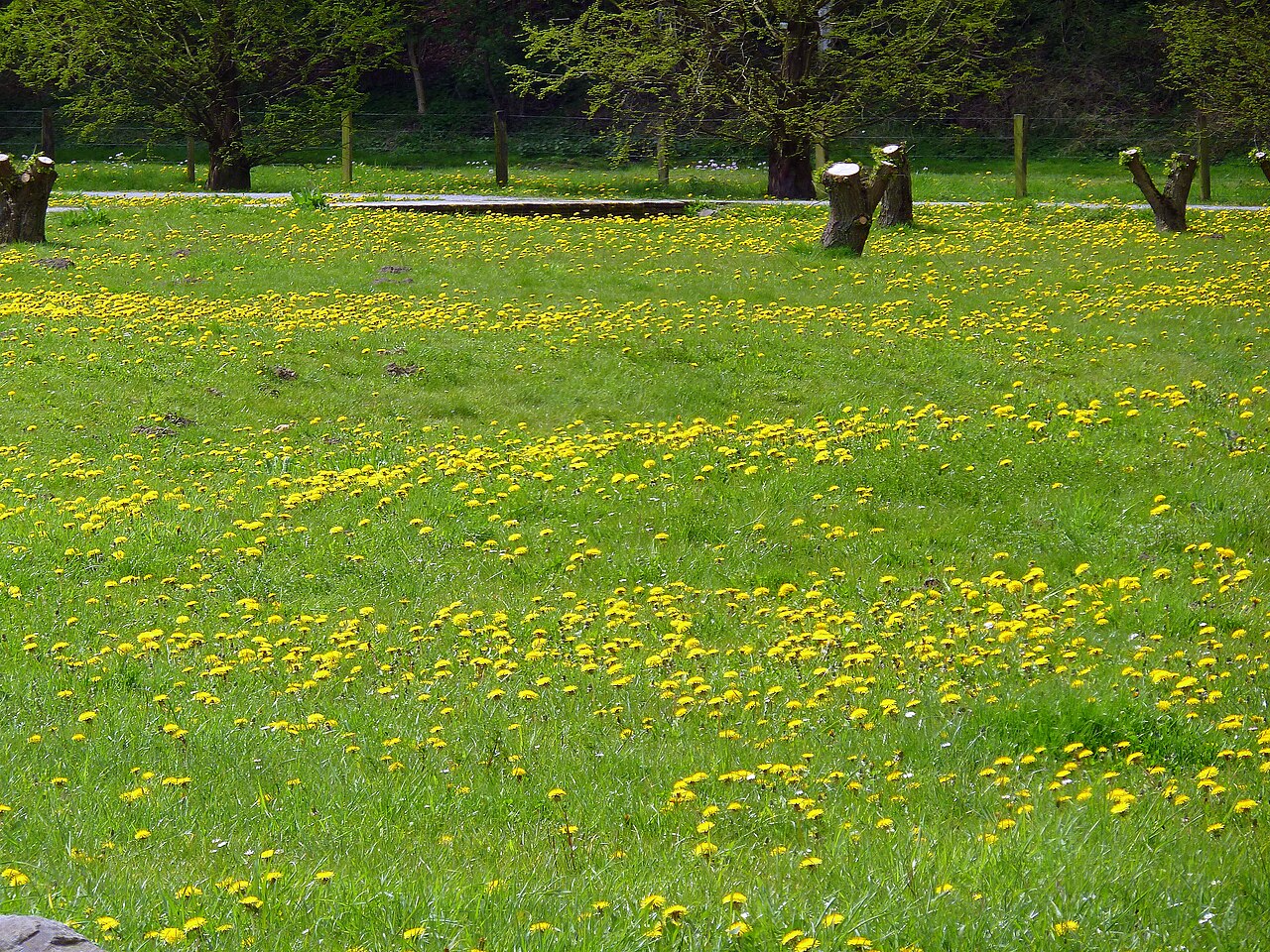Löwenzahnwiese im Gehölzgarten Ripshorst – Ripshorst Park, Oberhausen
