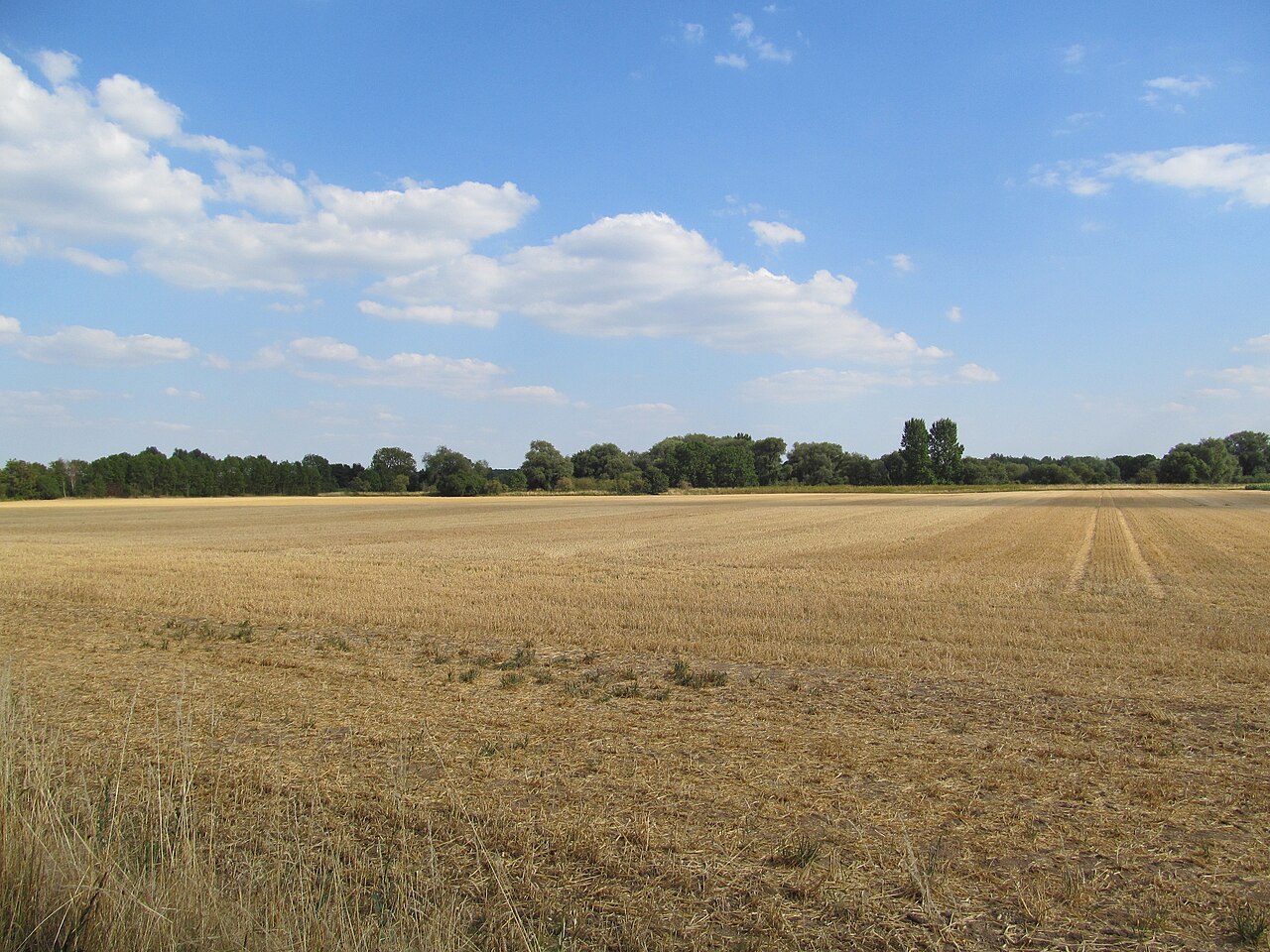 Blick vom Waldgebiet südlich von Marienwerder in die Feldmark – Freifläche Marienwerder, Hannover