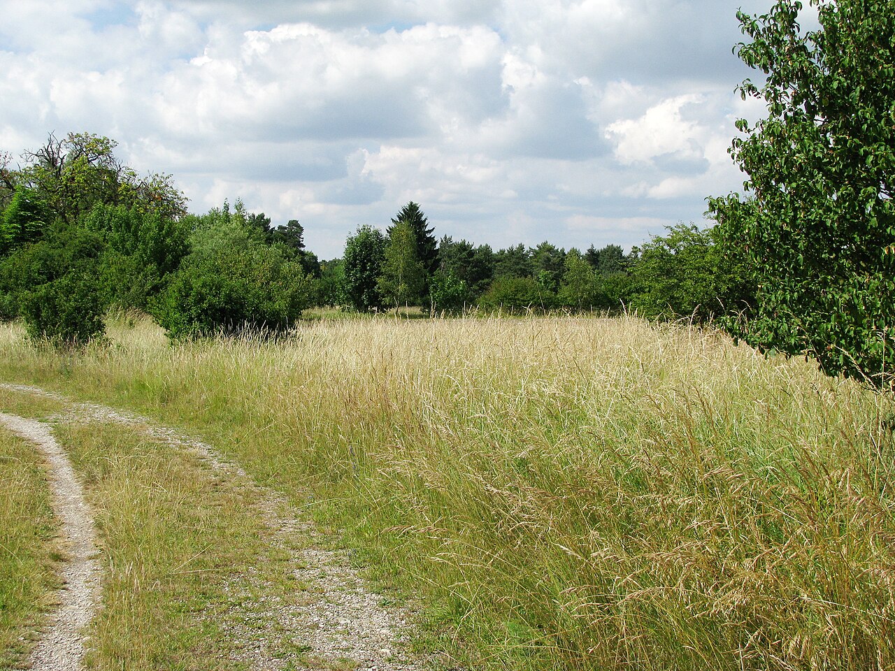 NSG Mallertshofer Holz mit Heiden – Mallertshofer Forst, München