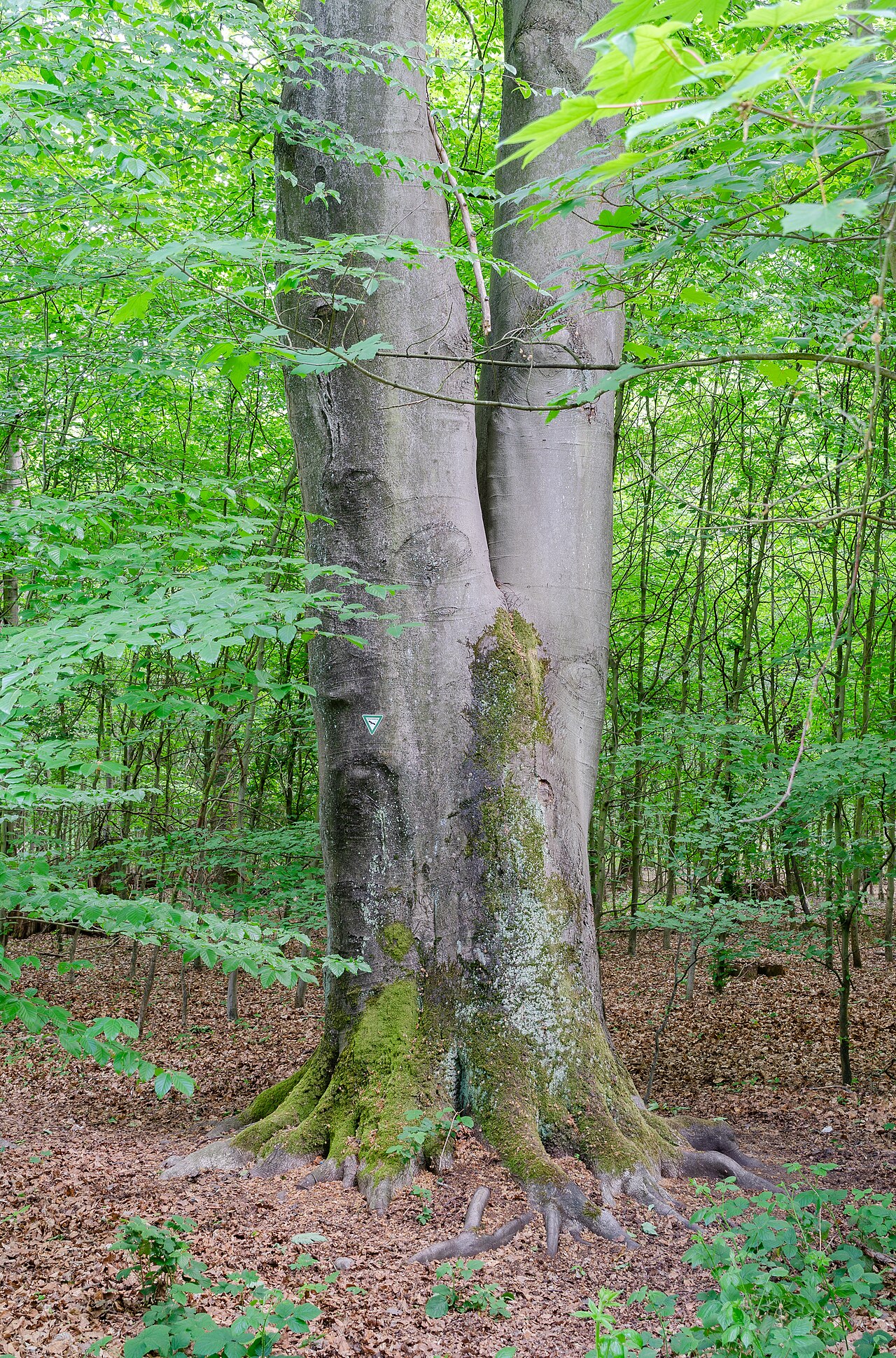 Moers (North Rhine-Westphalia, Germany) – district Vennikel – Lauersfort Forest – – Lauersforter Wald, Düsseldorf