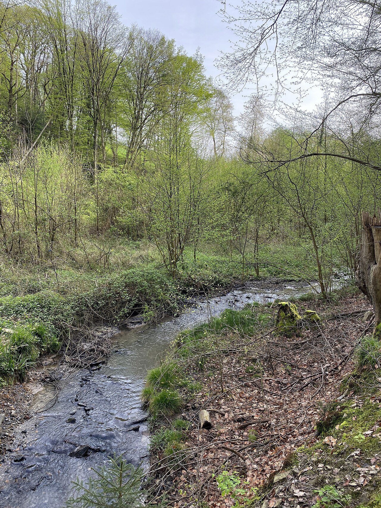 Naturschutzgebiet Höhscheider Bachtal - Wersbachtal (West) – Campingplatz Wersbachtal