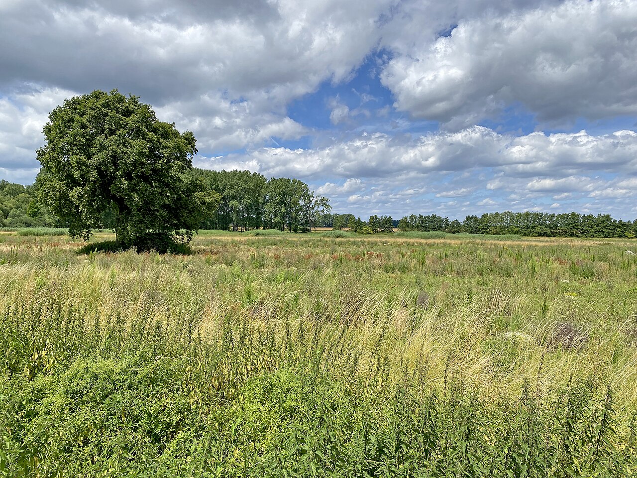 In den Frauenbenden - Naturschutzgebiet Ilvericher Altrheinschlinge – Deich am Rhein, Düsseldorf