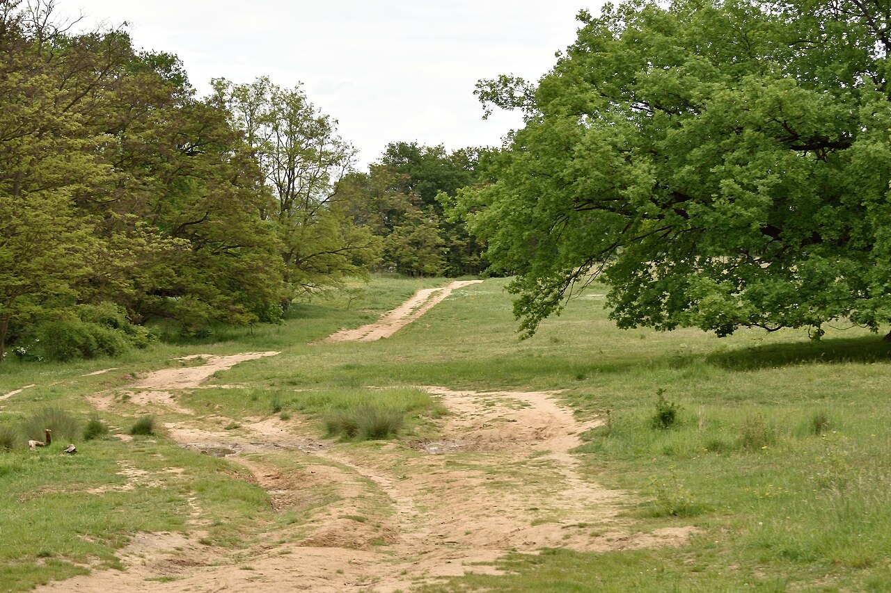 Pfade im Naturschutzgebiet „Mainzer Sand“ (NSG 7315-054) – Mainzer Sand, Wiesbaden