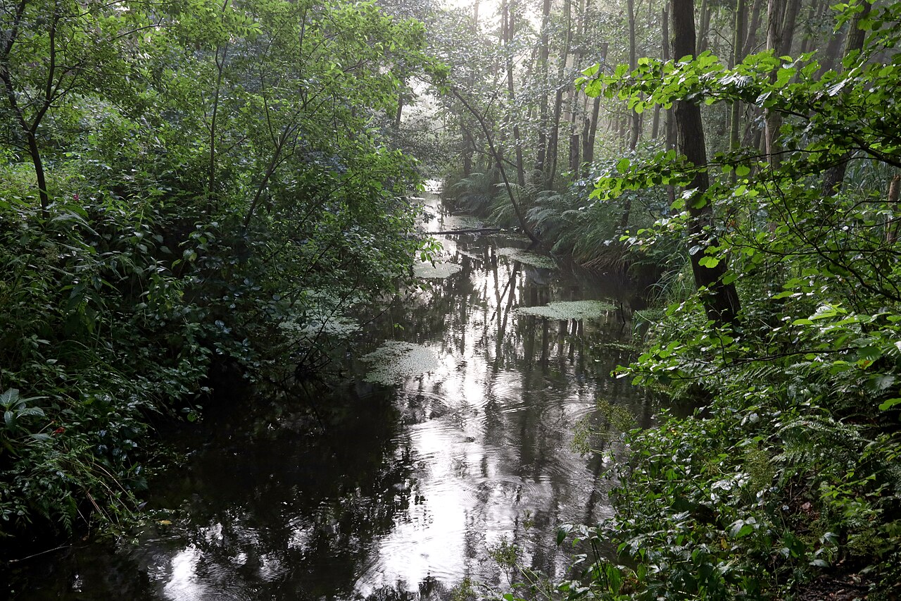 Naturschutzgebiet Pinnauquelle in Henstedt-Ulzburg August 2019 – Pinnauquelle/Norderstedter Straße, Hamburg