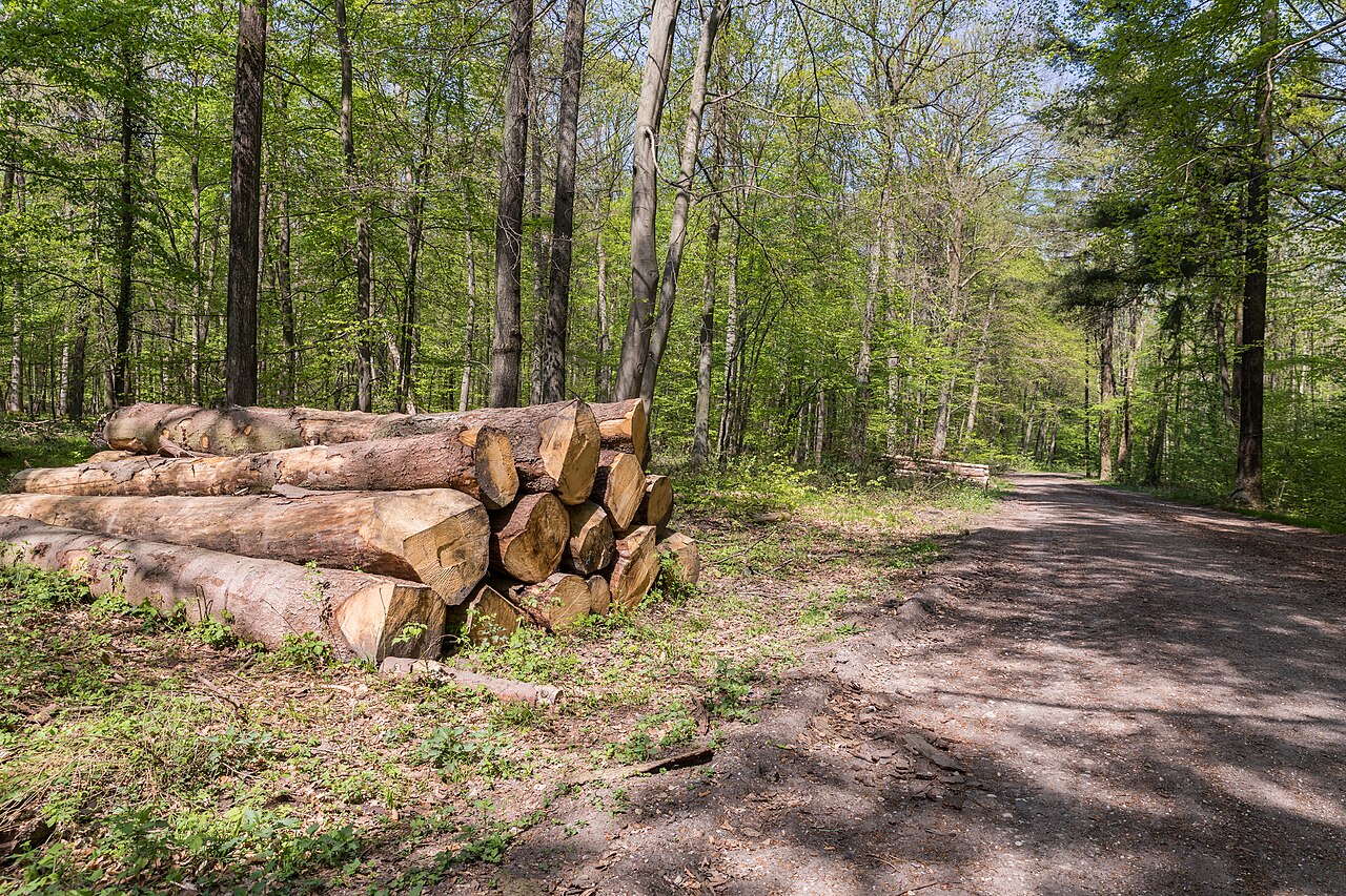 Naturschutzgebiet Königsdorfer Forst – Königsdorfer Wald, Köln