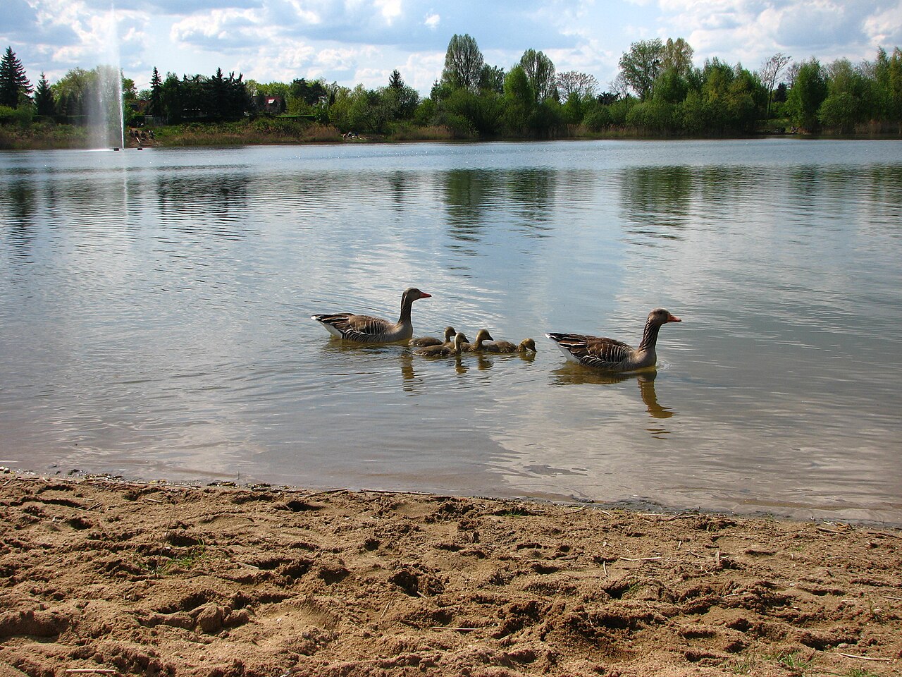Natursee Pirna Copitz – Natursee, Dresden