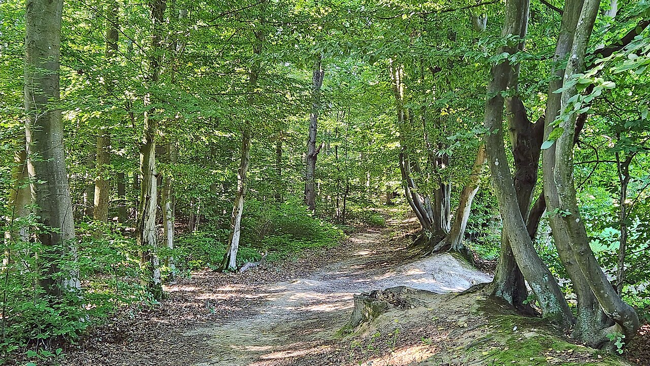 Neuhausen auf den Fildern:Keltenfriedhof im Horber Wald – Hinterm Horber Wald, Stuttgart