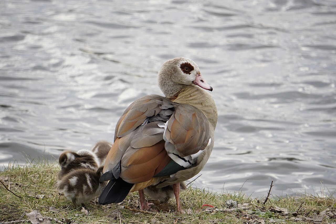 Egyptian goose with chicks at the shore of the lake, part of natural reserve – Ölbachtal Ümminger See, Essen