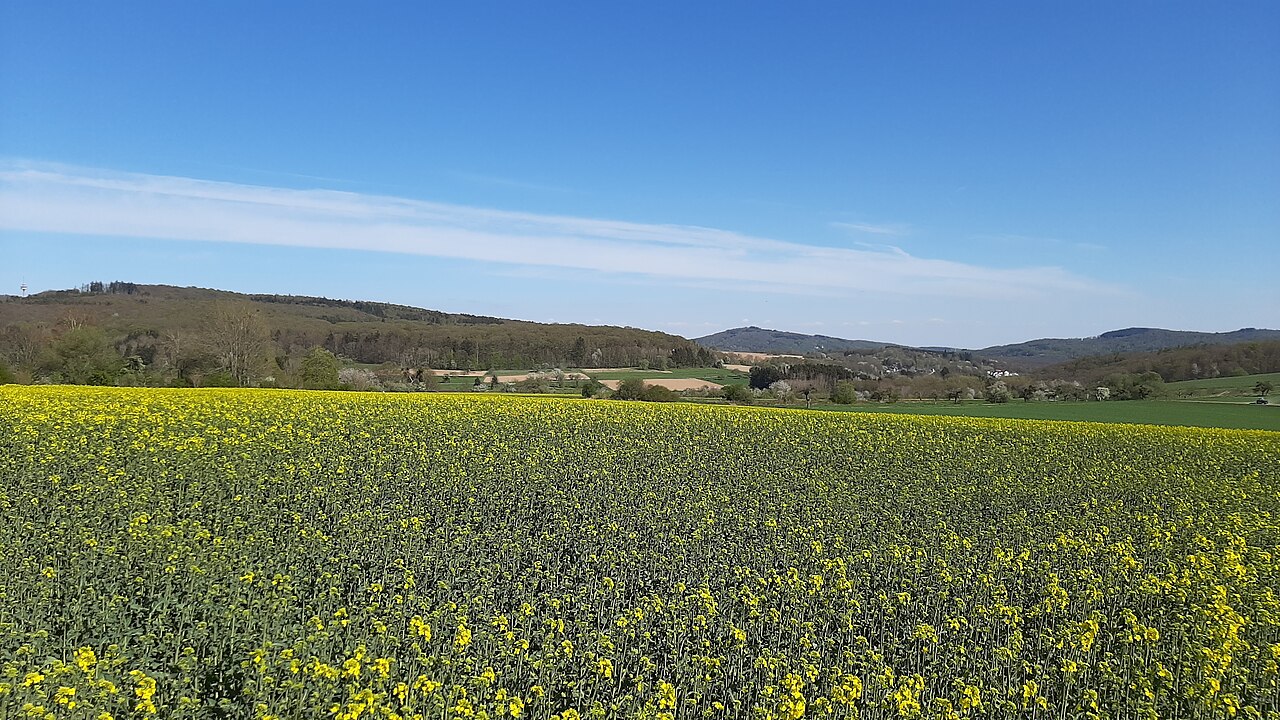 Rapsblüte auf dem Schäfersberg bei Oberjosbach > Südost. – Am Schäfersberg, Wiesbaden