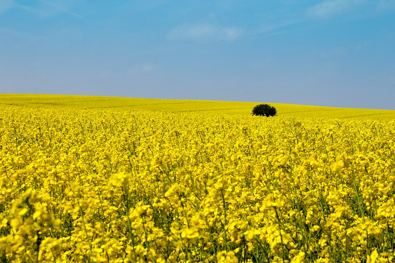 Das Rapsfeld liegt östlich von Grabeloh in Bochum (Gemarkung Langendreer) nahe der – Krähenwald Langendreer, Essen