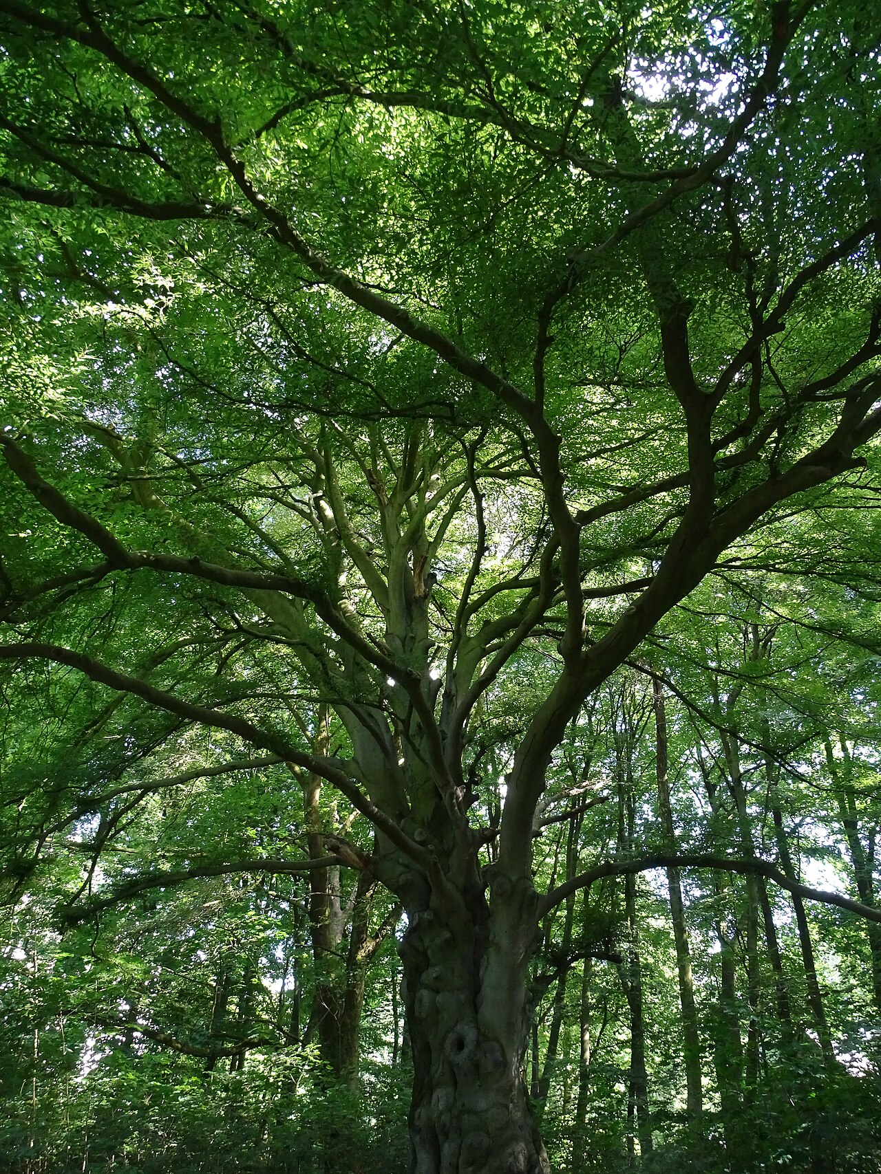 Rotbuche (Fagus sylvatica) im Friedehorstpark in Bremen – Friedehorst Park, Bremen