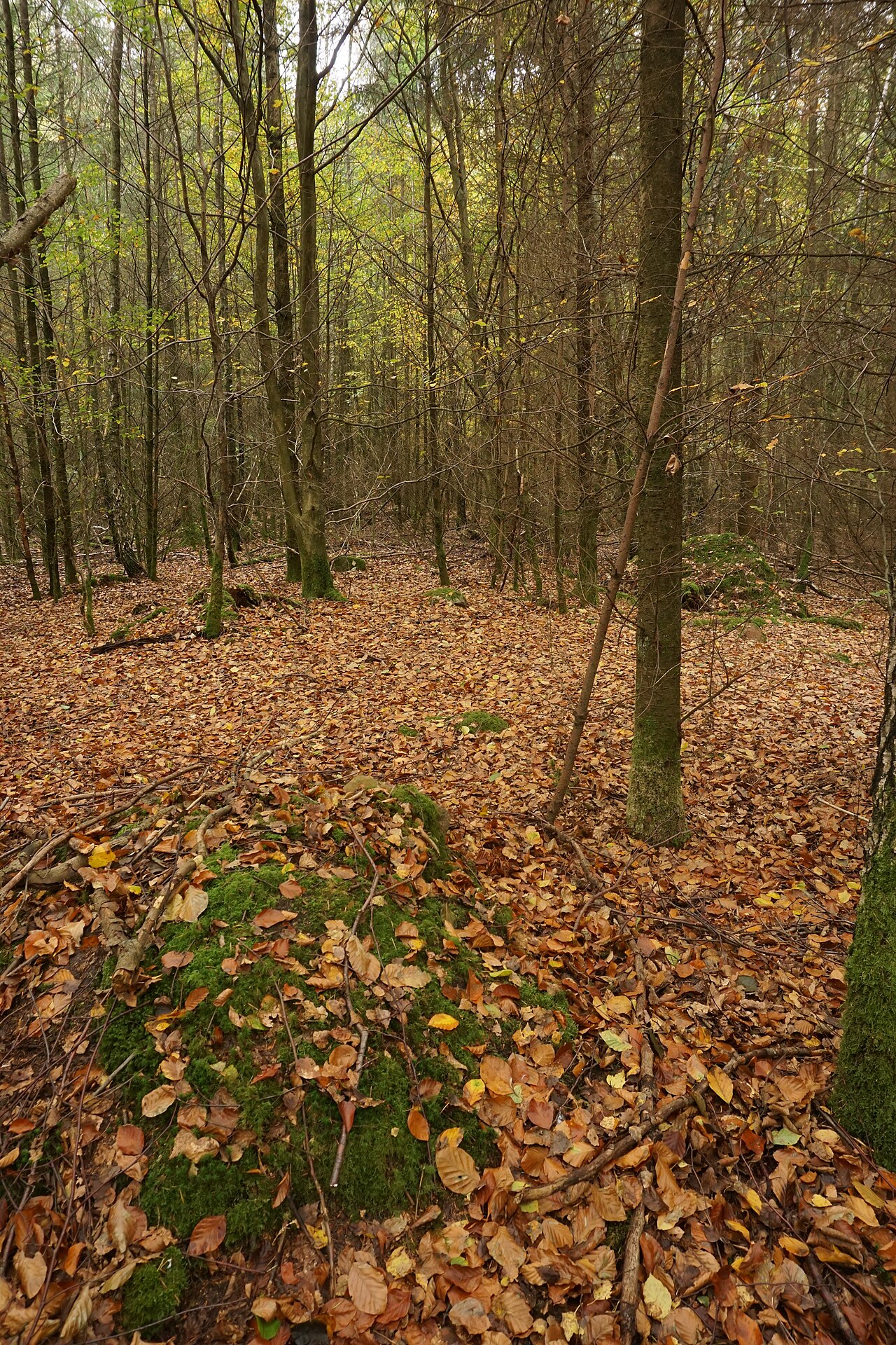 Hünenbett Alter Hau 3 (Sprockhoff 291) im Sachsenwald bei Hamburg. – Sachsenwald - Schranke, Hamburg