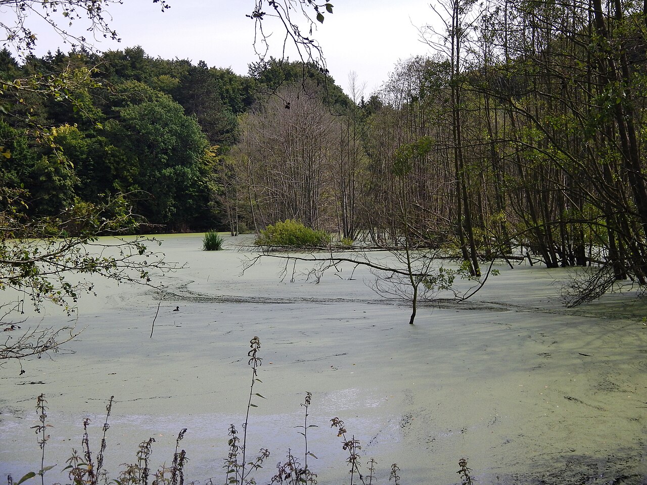 See im Wald bei Scharbeutz – Hundeauslauf Scharbeutz