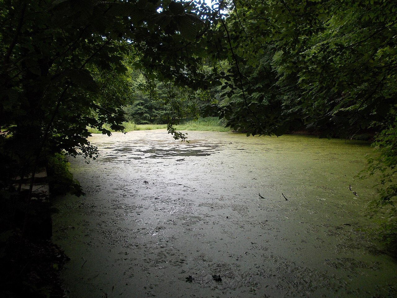 Mühlteich pond in the valley of Seusslitz (Nünchritz, Meissen district, Saxony), part of – Seußlitzer Grund, Dresden