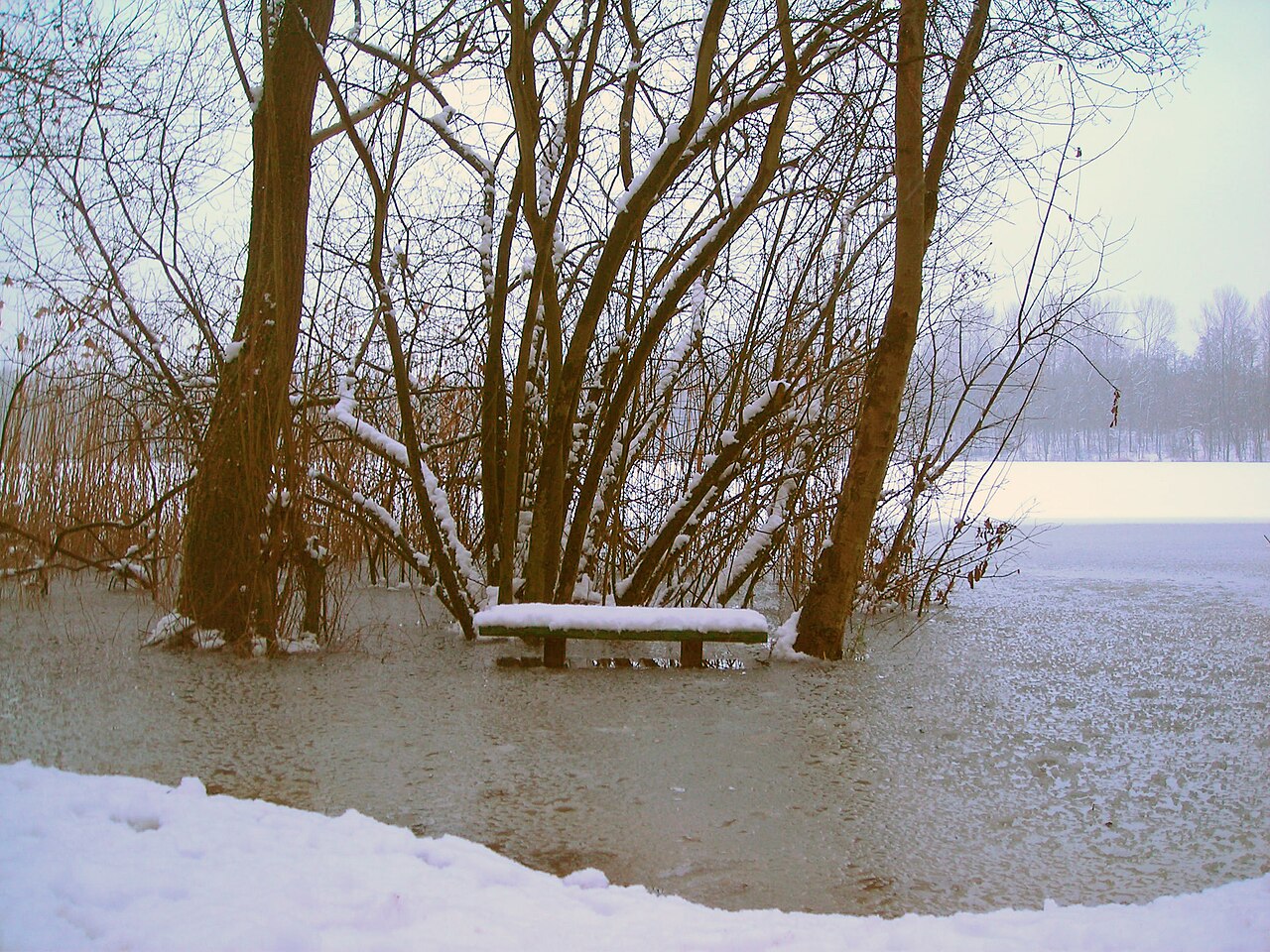 Hoher Seepegel am Untersee in einem schneereichen Winter in der Ville-Seenkette, Brühl – Kottenforst Ville, Köln
