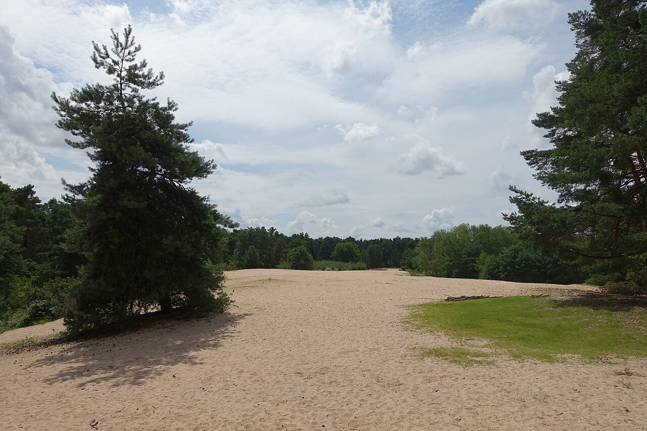 Binnendüne Ameisenberg im Speyerer Wald, FFH Gebiet Speyerer Wald – Sanddüne Speyer, Mannheim