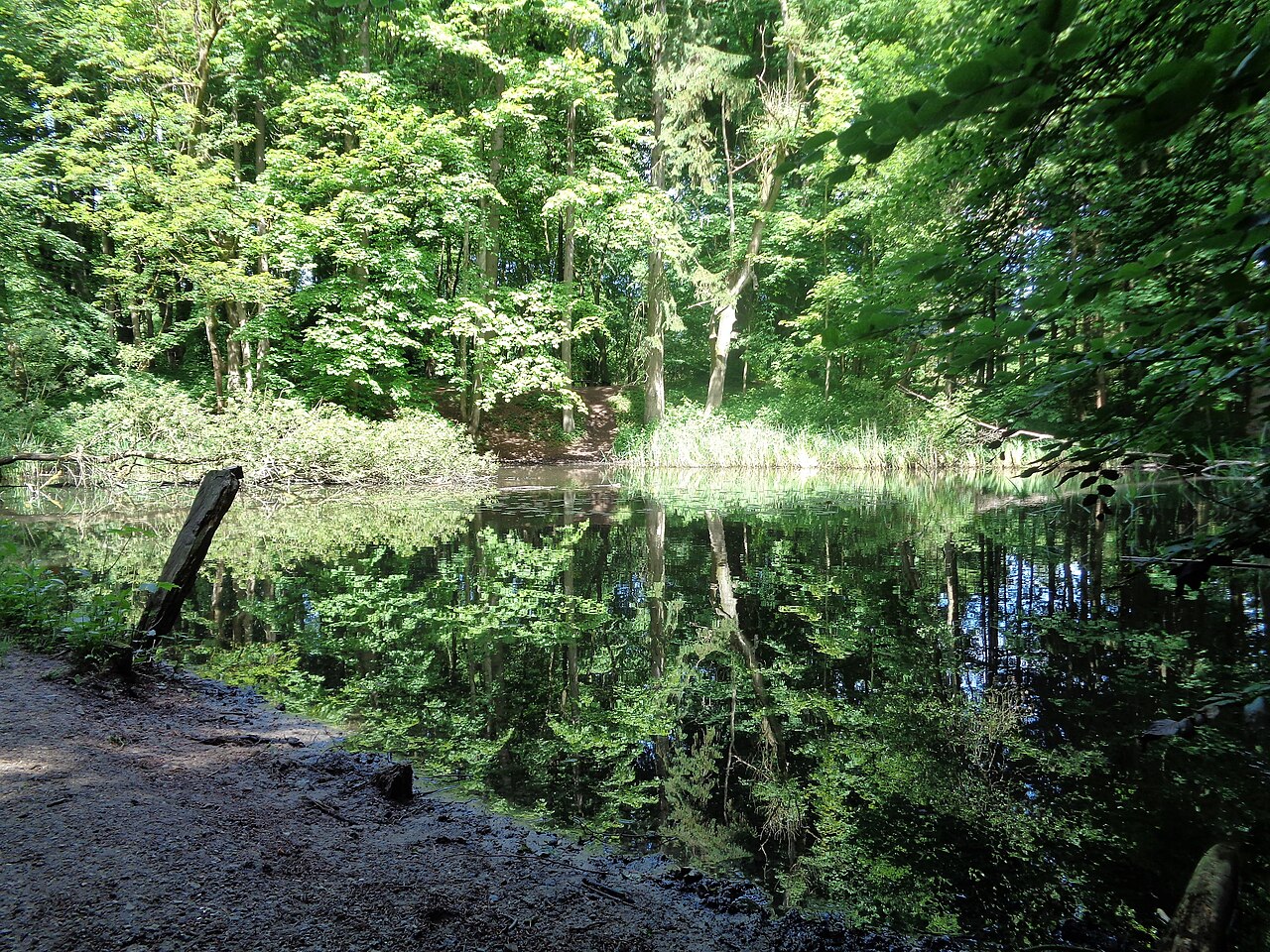 Spiegelungen in einem Teich im Vieburger Gehölz. – Verein für Dt. Schäferhunde OG Kiel-Vieburg