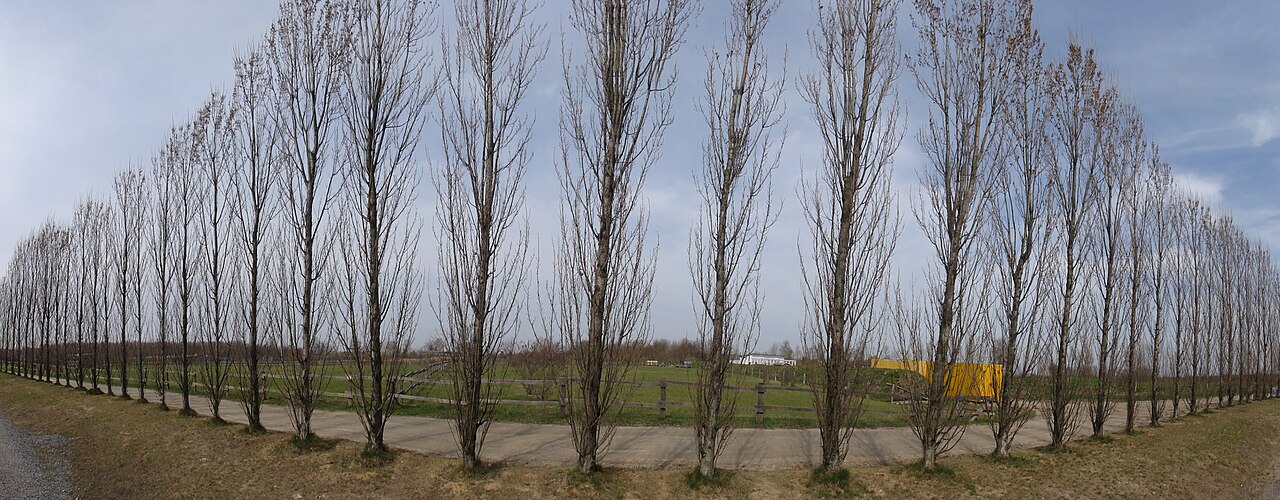 Tierheim Berlin in Falkenberg – Hundeplatz Tierschutzverein Berlin
