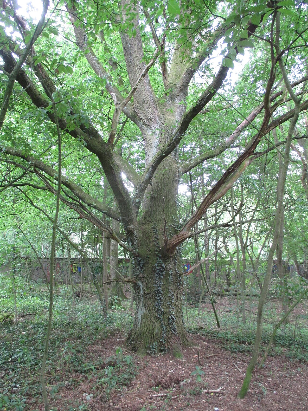 Der Wald auf dem alten Babcockgelände gehörte zu einem von dem Preußen im 18. Jhd. – Babcock, Duisburg