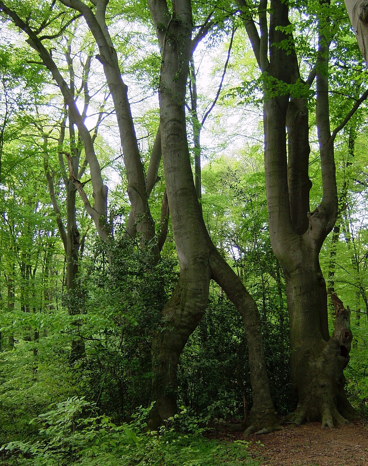 Zweibeinige Buche am Lehrpfad „Bonner Weg der Artenvielfalt“ nahe der Waldau – Waldau, Köln