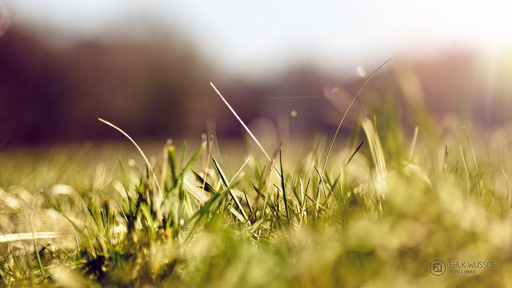 Sonnenwiese – Hundeort für Hunde