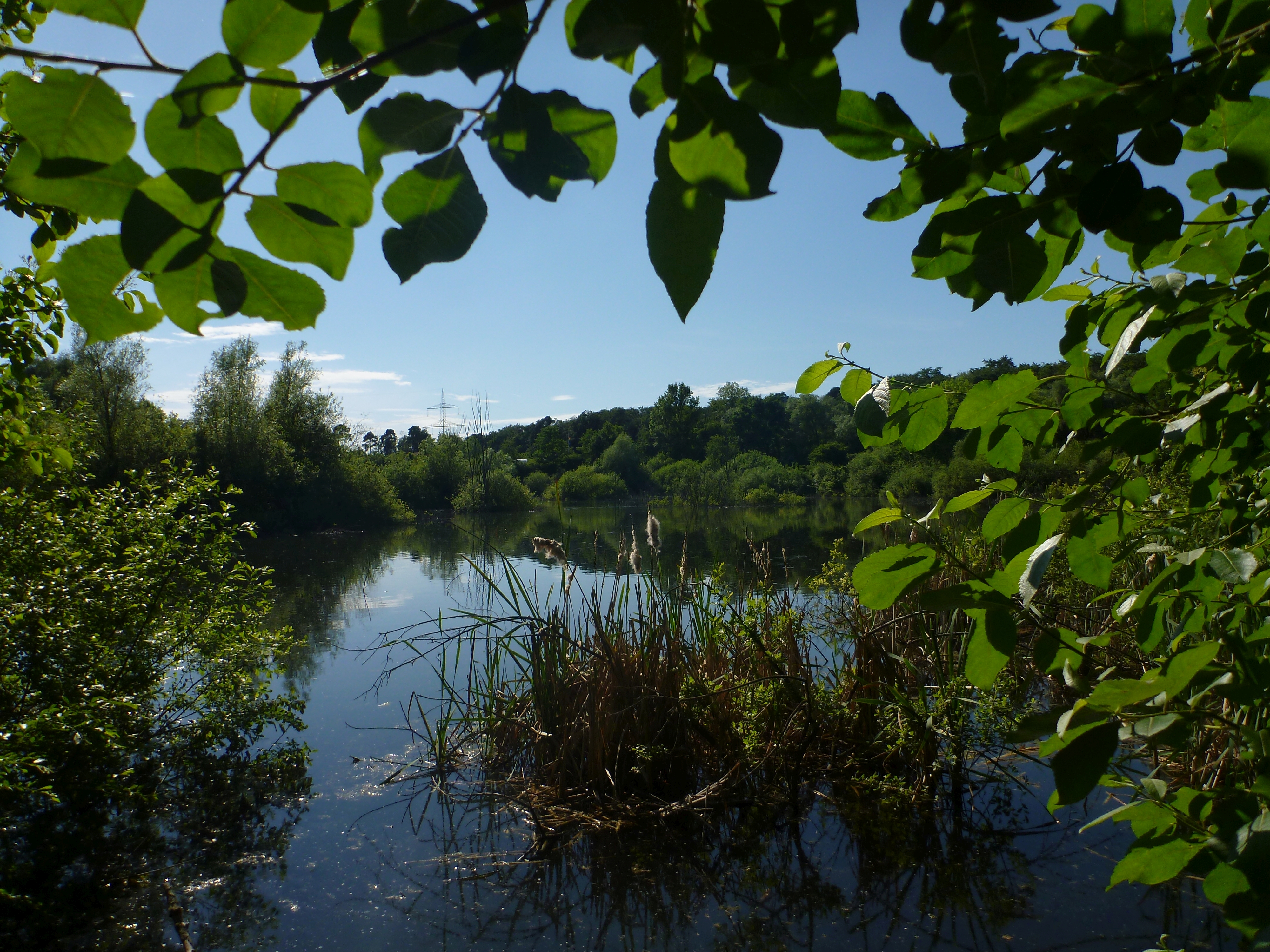 Viernheim Wald in Mannheim – Hundeort für Hunde