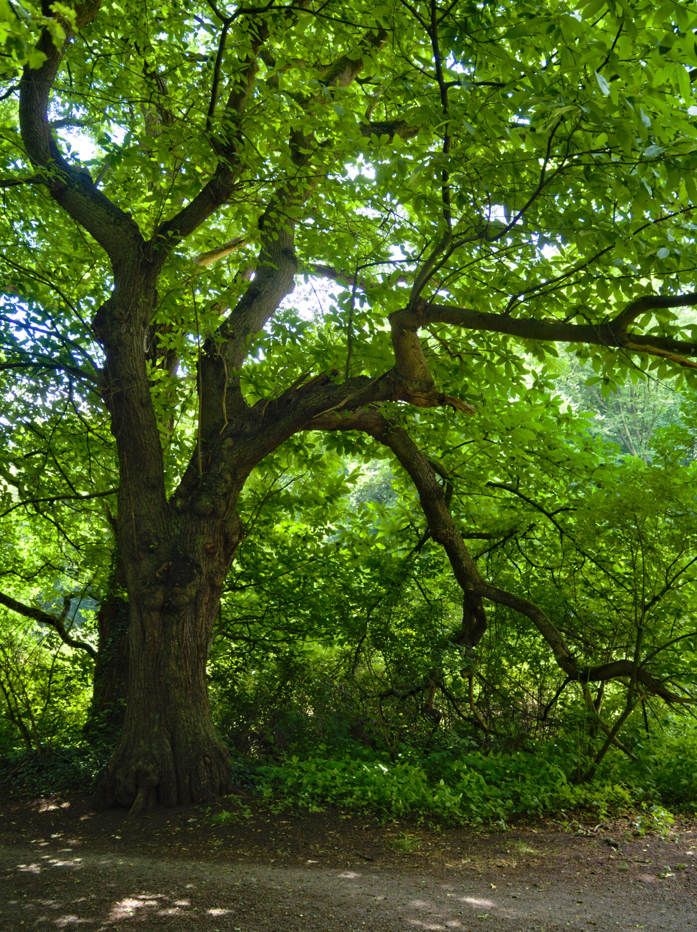 Köllnischer Wald in Bottrop – Hundeort für Hunde