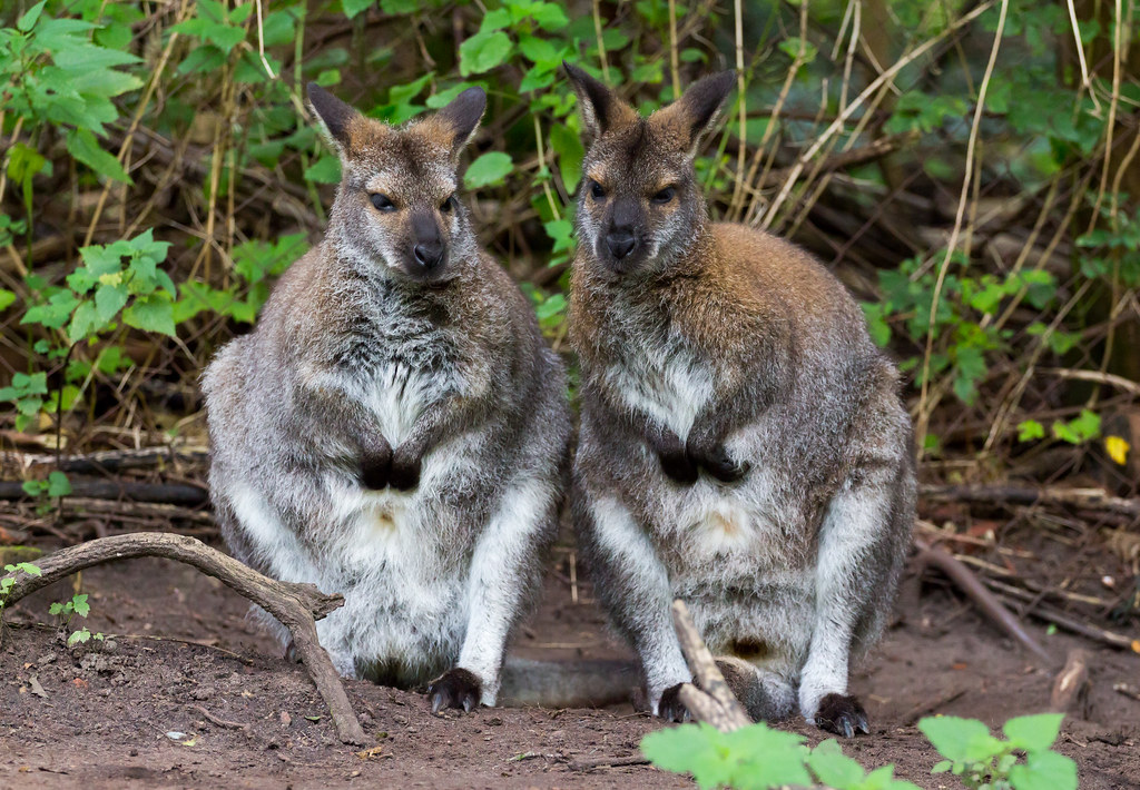 Erlebnis-Zoo Hannover – Hundeort für Hunde