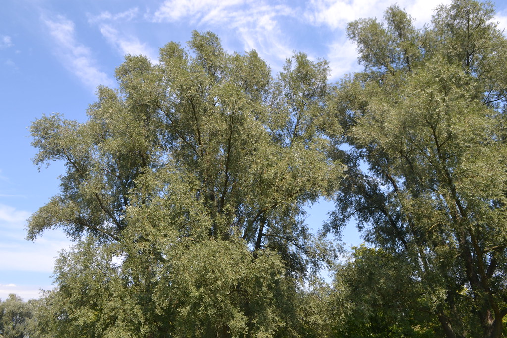 Blick auf Rheinau – hundefreundliche Region rund um Hundeplatz Freistett