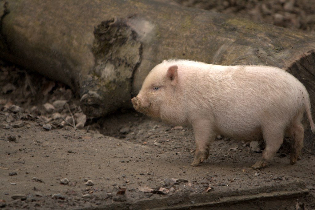 Zoo Osnabrück – Hundeort für Hunde