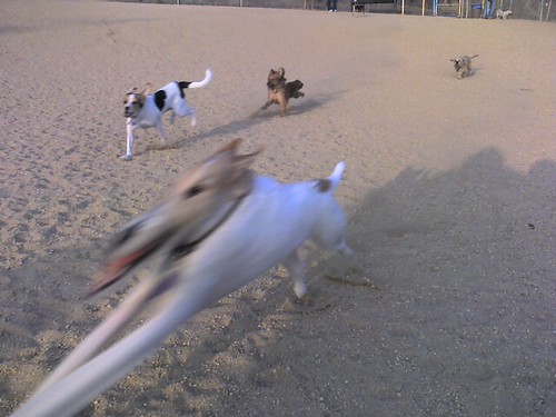Moving Dogs – Hundeort für Hunde