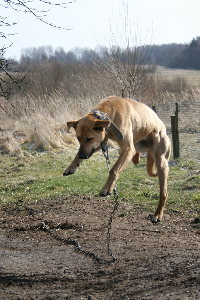Flying Dogs – Hundeort für Hunde